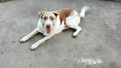 Cane di 1 anno non ho più spazio per tnerlo