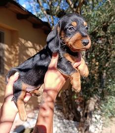 Bassotto tedesco pelo forte ( cucciolata)