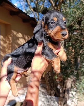 Bassotto tedesco pelo forte ( cucciolata)
