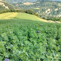 Fieno biologico balline/balloni