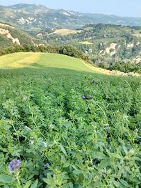 Fieno biologico balline/balloni