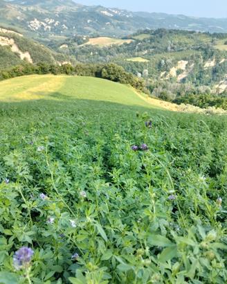 Fieno biologico balline/balloni