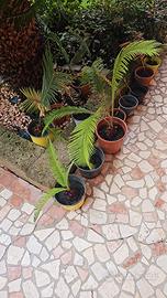 Piante di Cycas