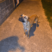 Cucciolone incrociato con labrador e lupoide