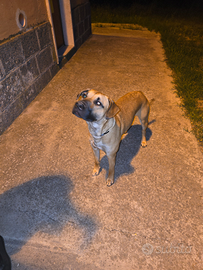 Cucciolone incrociato con labrador e lupoide