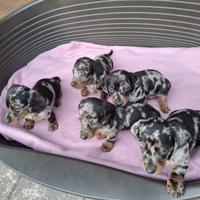 Bassotto arlecchino silver cuccioli