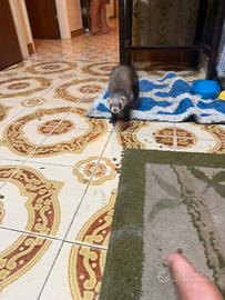 Furetto