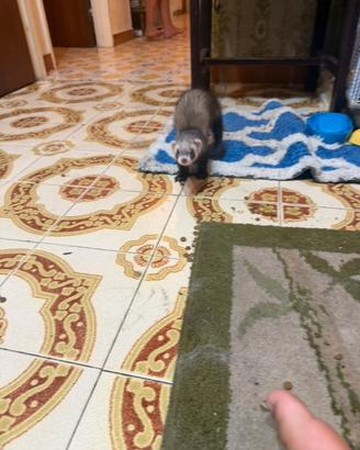 Furetto