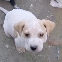 Cucciolo Biondo meraviglioso