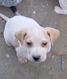 Cucciolo Biondo meraviglioso