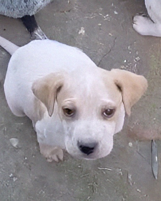 Cucciolo Biondo meraviglioso