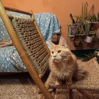 Maine Coon Cream Silver