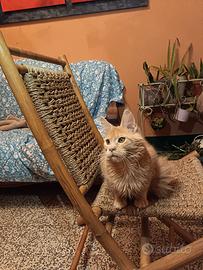 Maine Coon Cream Silver