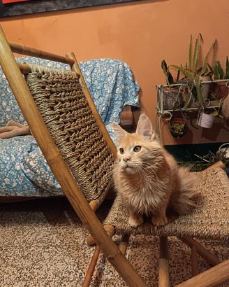 Maine Coon Cream Silver