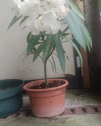 Oleandro di colore bianco 