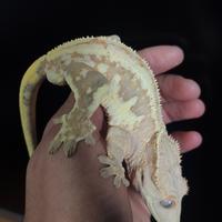 Geco ciliatus