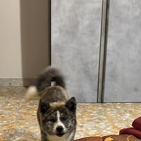 Cucciola di Akita inu