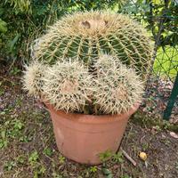 Pianta grassa ECHINOCACTUS - Cuscino della suocera