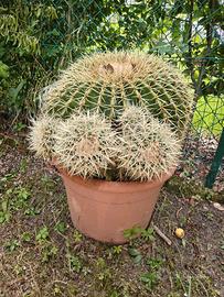 Pianta grassa ECHINOCACTUS - Cuscino della suocera
