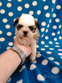 Shih Tzu cuccioli