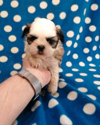 Shih Tzu cuccioli