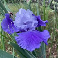 Piante di Iris germanica Overnight sensation
