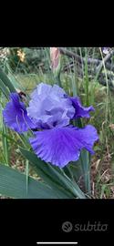 Piante di Iris germanica Overnight sensation