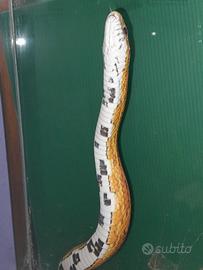 Serpente del grano femmina
