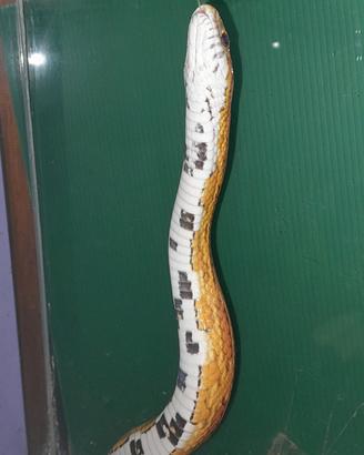 Serpente del grano femmina