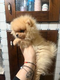 Cuccioli Spitz di pomerania