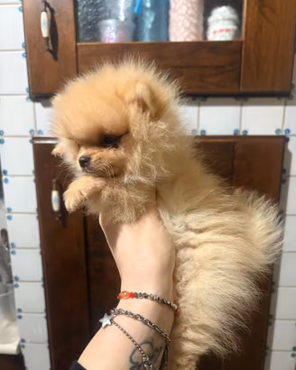 Cuccioli Spitz di pomerania