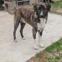 Asia centrale, genitori con pedigree