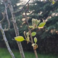 Pianta di pesche, pere, cachi, melograno