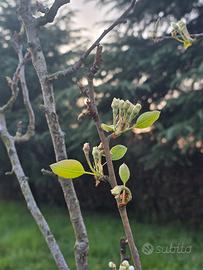 Pianta di pesche, pere, cachi, melograno