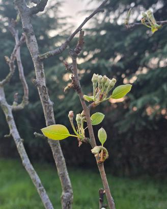 Pianta di pesche, pere, cachi, melograno