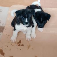 Cuccioli di Akita americano