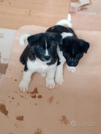 Cuccioli di Akita americano