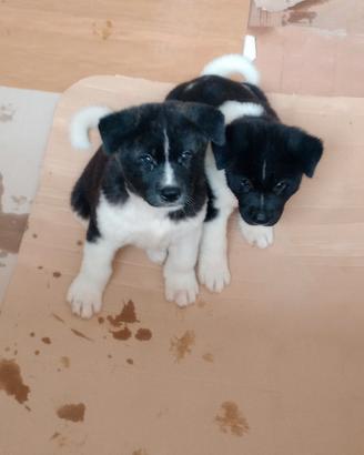 Cuccioli di Akita americano