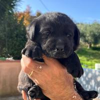 Cucciolata di Labrador Retriver