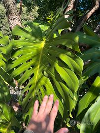Monstera filodendro