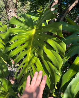 Monstera filodendro