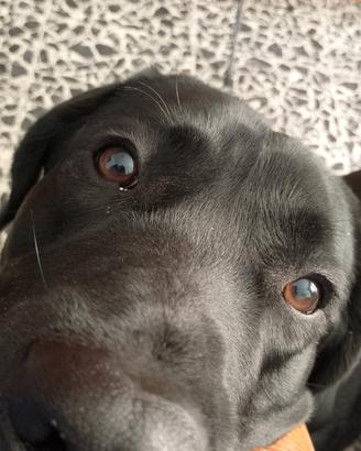 Labrador retriever maschio