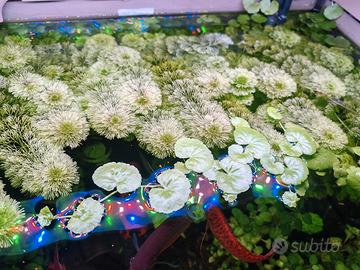 sessiflora piante acquario