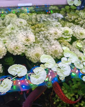 sessiflora piante acquario
