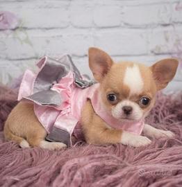 CUCCIOLI di CHIHUAHUA TOY FEMMINE pag 12 mensilità