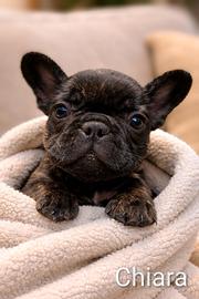 Cuccioli bulldog francese- bringee