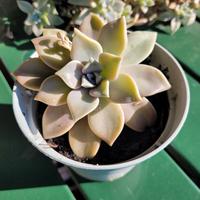 Pianta Graptopetalum paraguayense