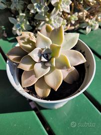 Pianta Graptopetalum paraguayense