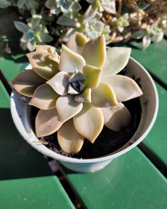 Pianta Graptopetalum paraguayense
