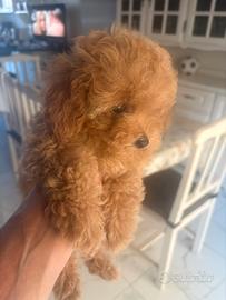 Barboncini toy
